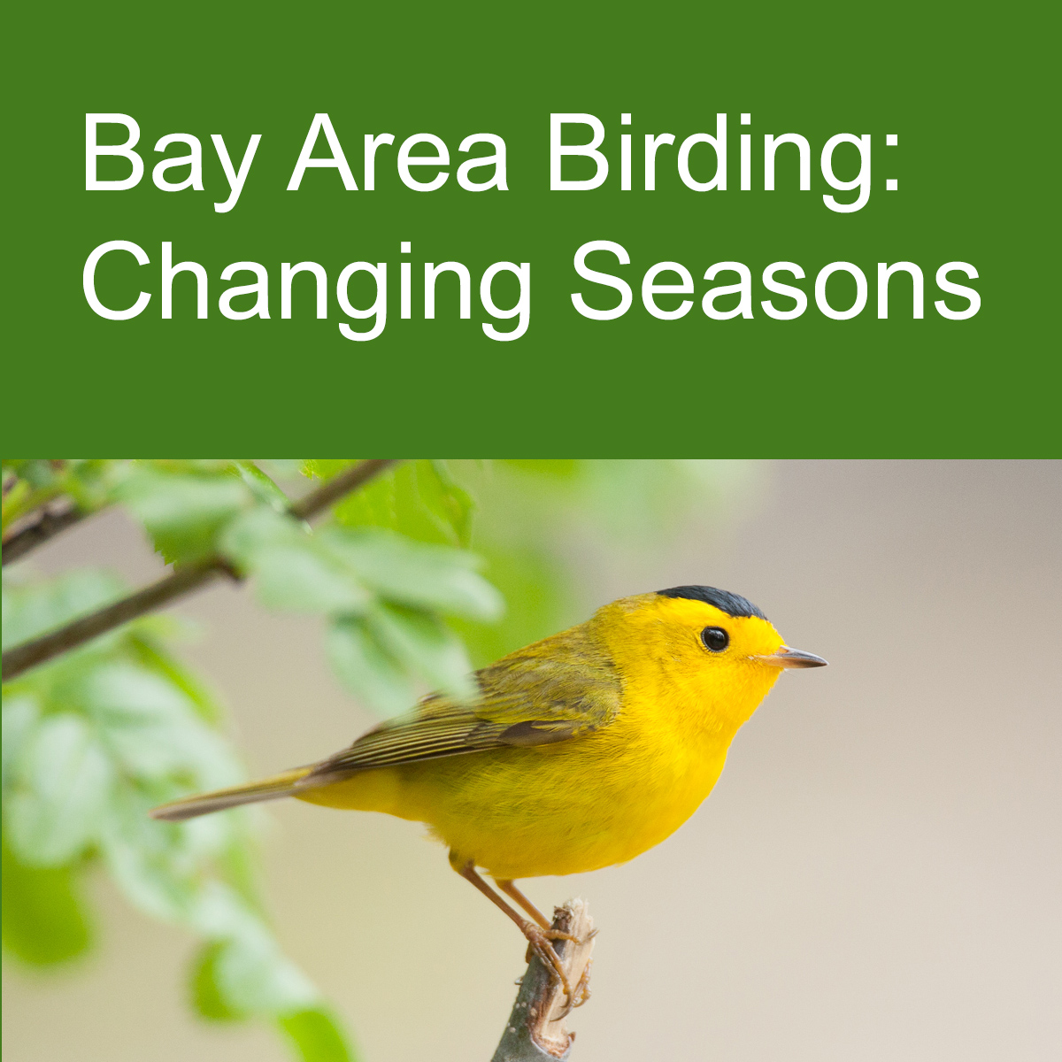 Bright yellow bird, a Wilson's warbler, on a branch. Caption: Bay Area Birding: Changing Seasons
