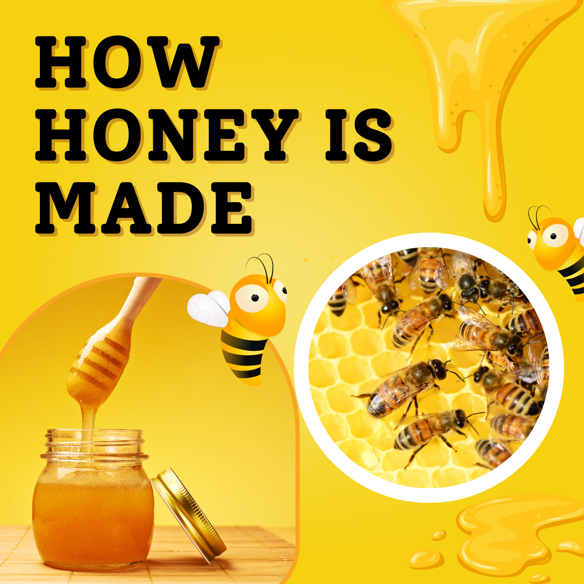 yellow background, white text says How Honey is made. image of honeybees, bottle of honey, and honey dripping down the side of image