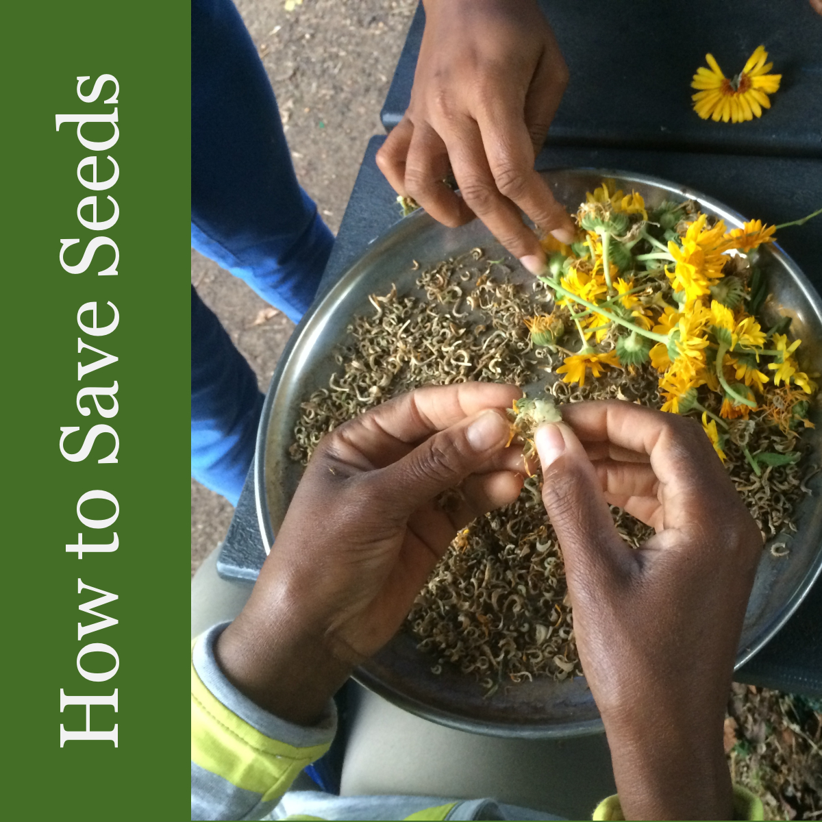 how to save seeds