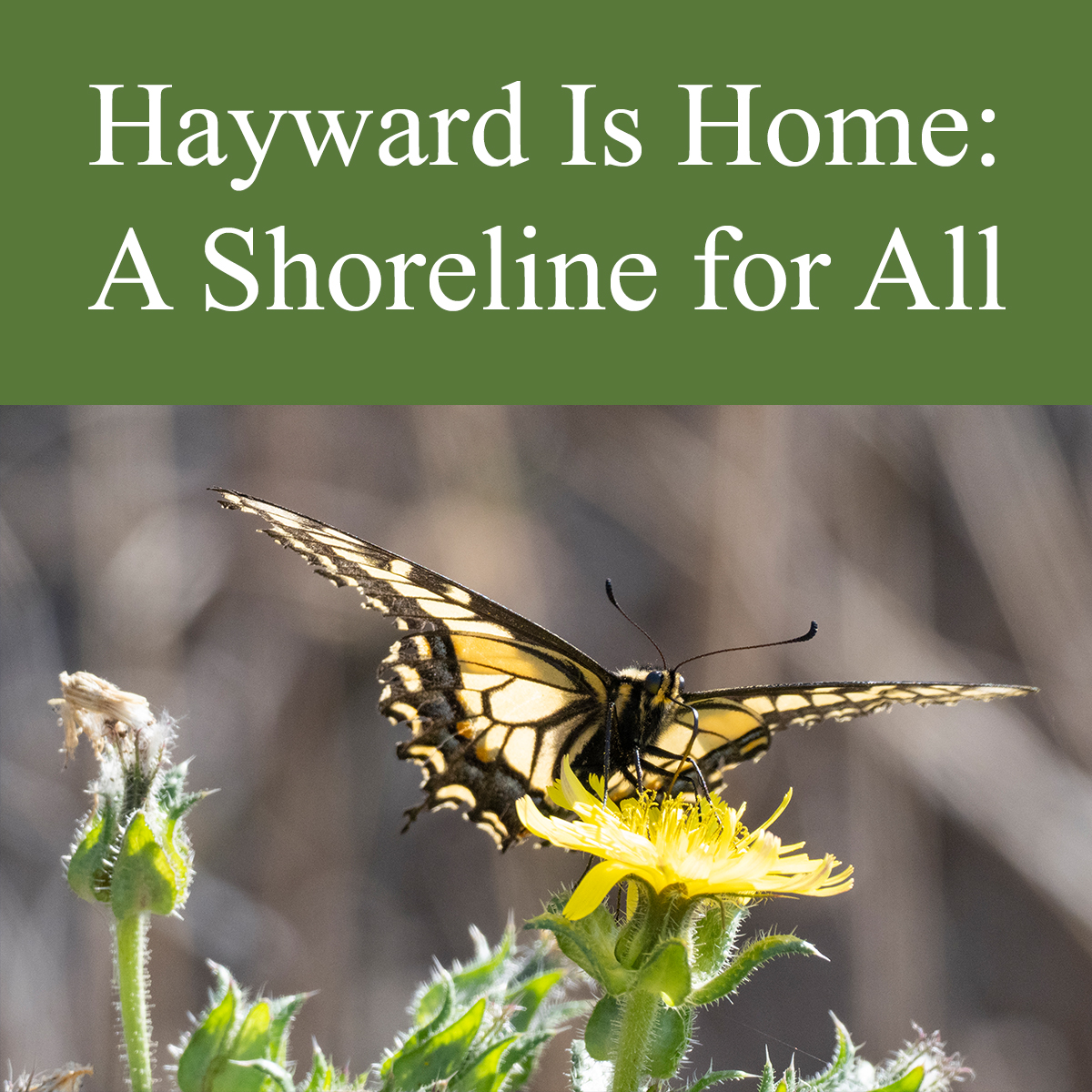 Butterfly at Hayward Shoreline