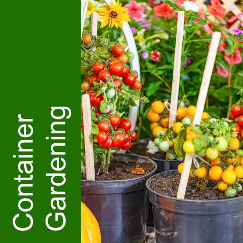 decorative image of tomatoes growing in large black pots