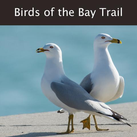 Ring-billed gulls