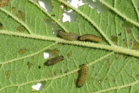 image of a viburnum leaf being eaten by beetle larvae