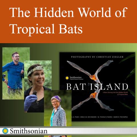 the hidden world of tropical bats