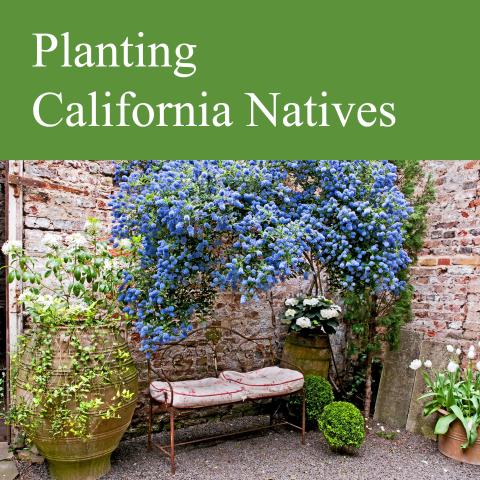 a blue ceanothus overhanging a bench in a brick courtyard