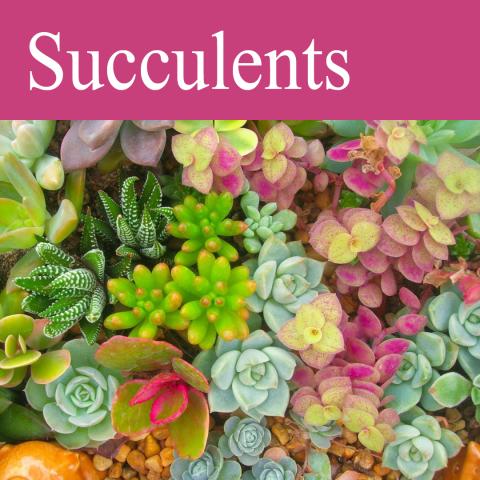 succulents