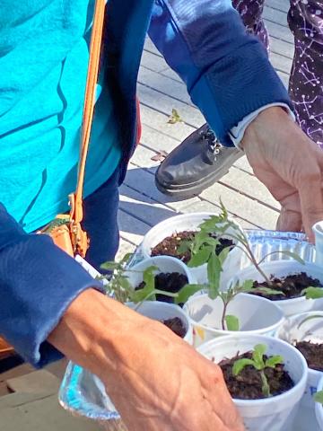 hands holding a tree of plant starters