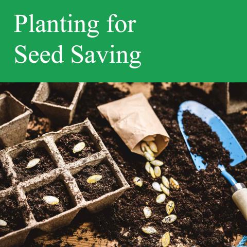 planting for seed saving