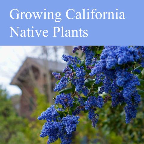 ceanothus flowers in the foreground, a house in the background, the words "Growing California Native Plants" above