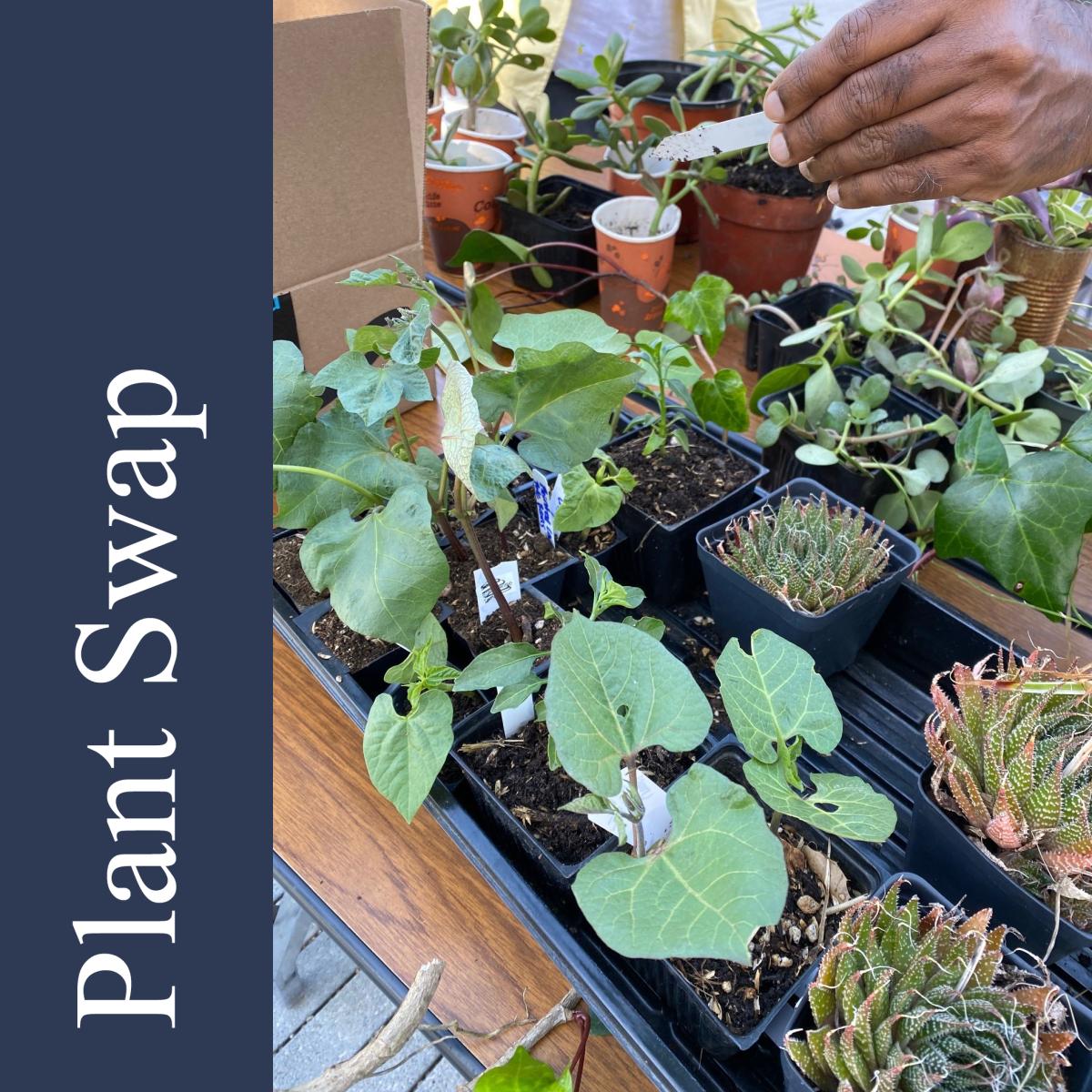 photo of seedlings and a hand