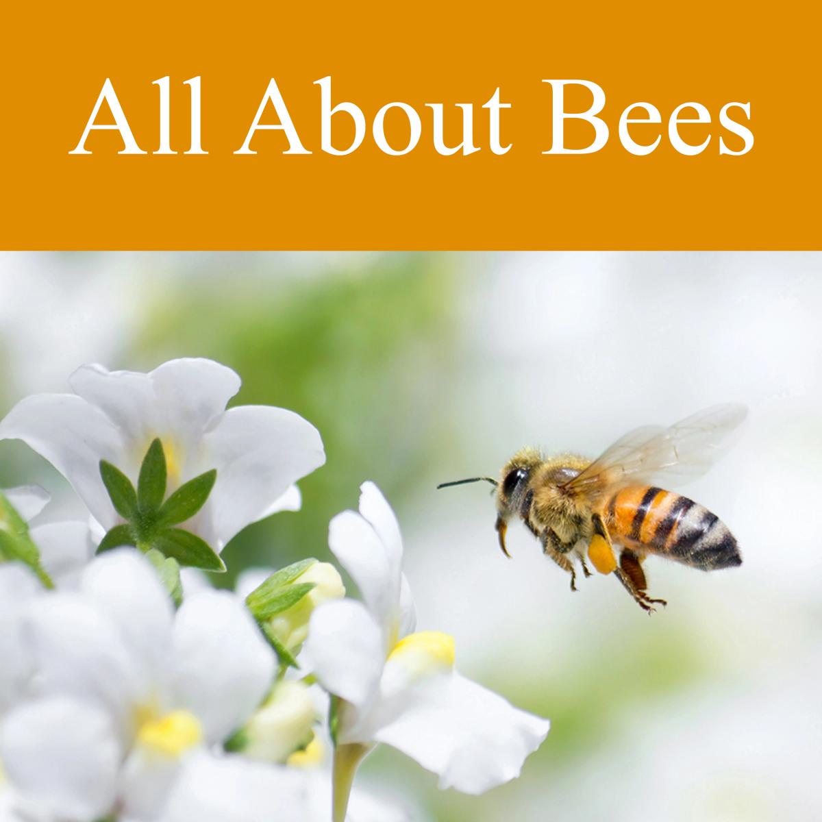 Photo of a honeybee approaching some white flowers